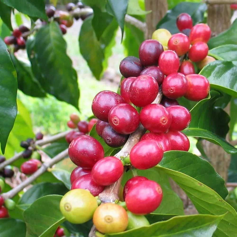 Complete Guide to Panamanian Sophia Gesha Coffee: Cultivation, Roasting, and Pour Over Flavor Profile