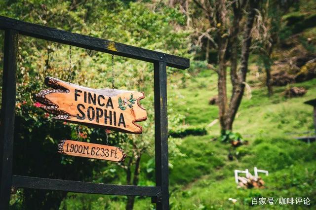 Complete Guide to Panamanian Sophia Gesha Coffee: Cultivation, Roasting, and Pour Over Flavor Profile