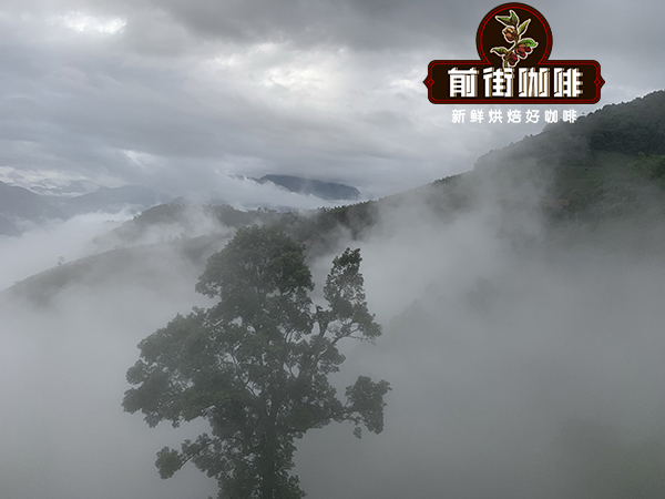 Yunnan Coffee Variety Flavor Analysis | Catimor & Typica Planting and Brewing Guide