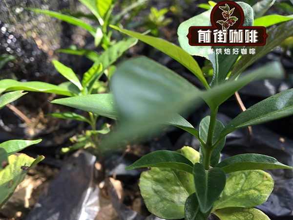 Yunnan Coffee Variety Flavor Analysis | Catimor & Typica Planting and Brewing Guide
