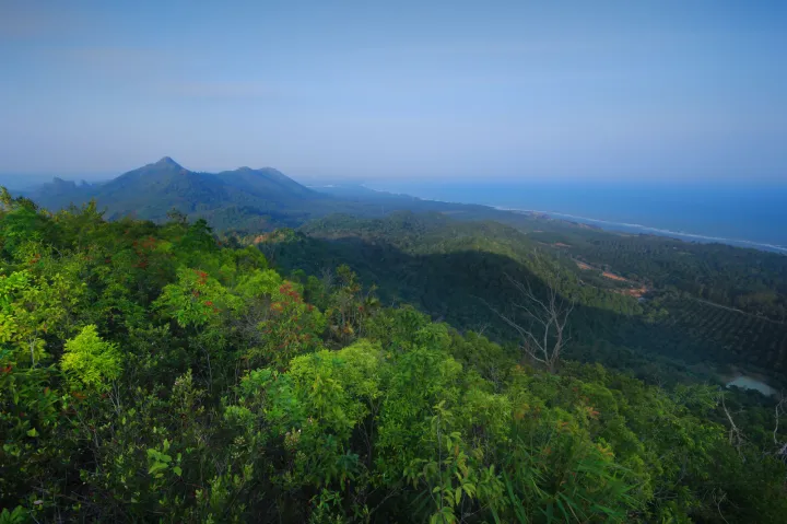 A Comprehensive Guide to Jamaican Blue Mountain Coffee Grades | Flavor Profile & Pour Over Parameters for Blue Mountain No. 1