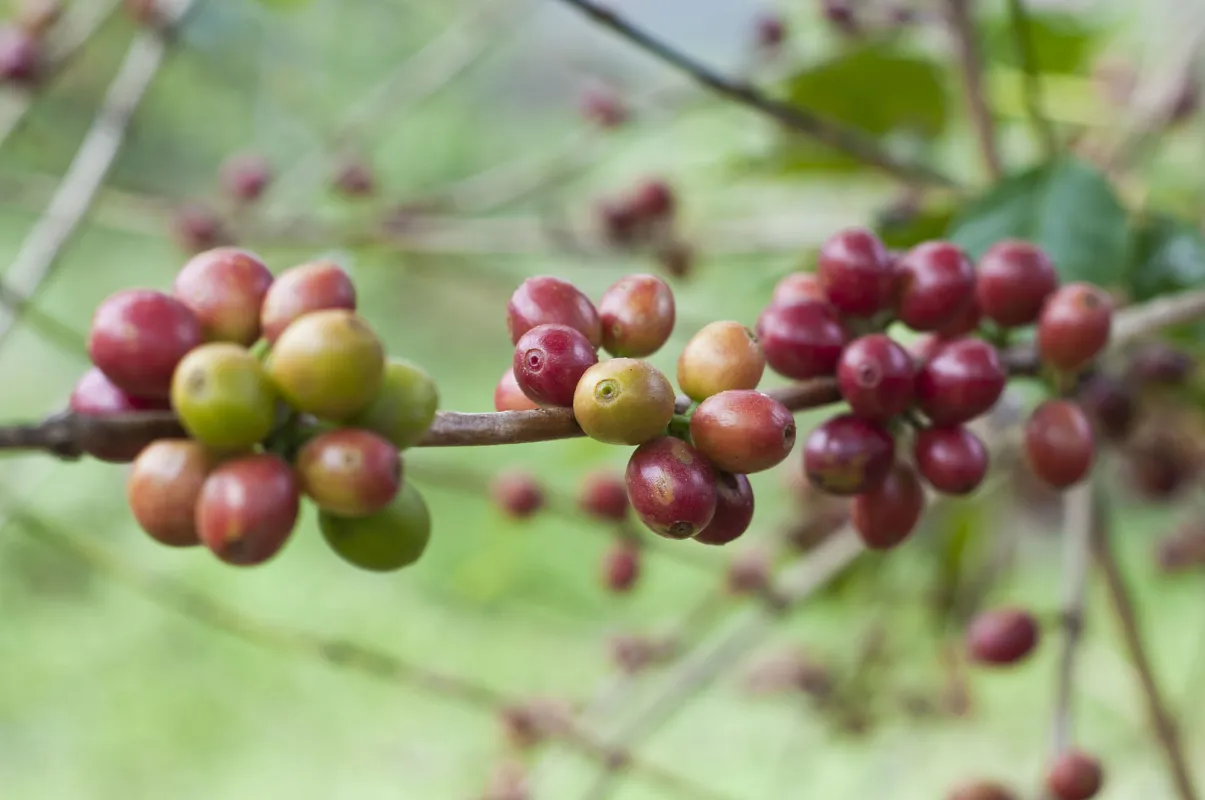 A Comprehensive Guide to Jamaican Blue Mountain Coffee Grades | Flavor Profile & Pour Over Parameters for Blue Mountain No. 1
