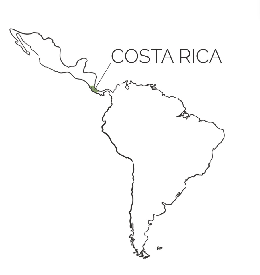 A Comprehensive Guide to the World’s Top 10 Specialty Coffee Origins: Flavor Profiles and Processing Methods Revealed