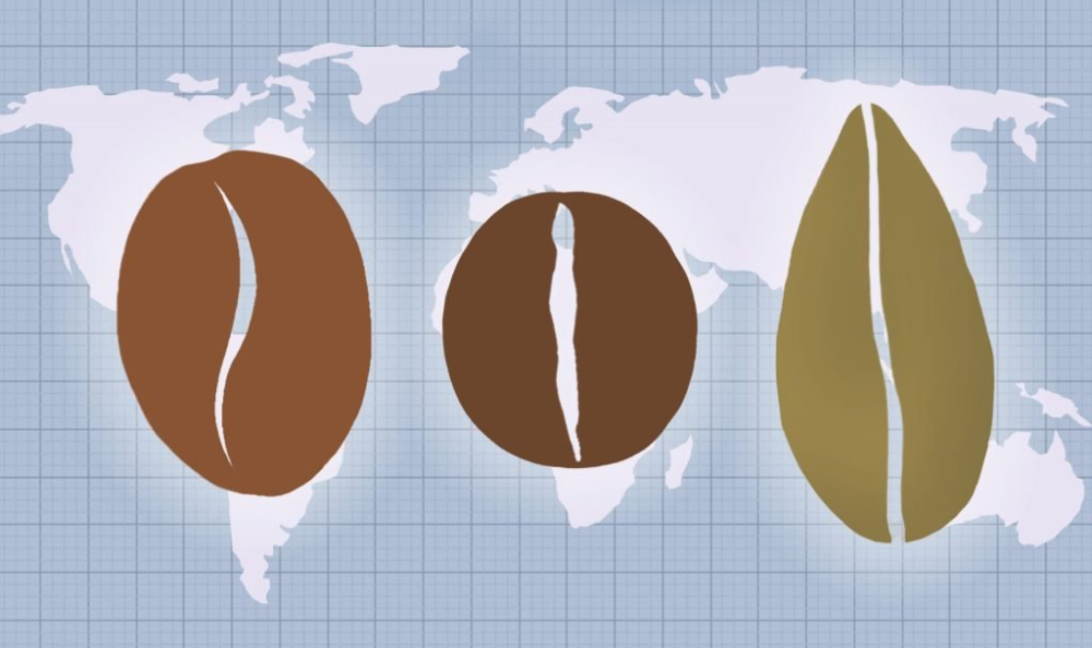 A Comprehensive Guide to the Three Major Coffee Varieties: Differences and Selection Tips for Arabica, Robusta, and Liberica