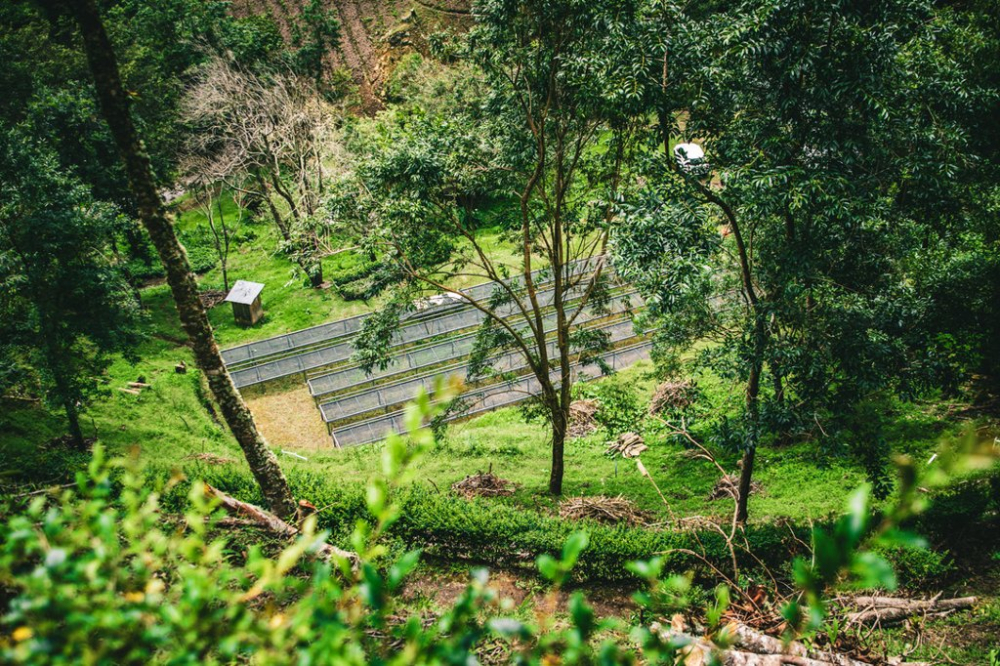 A Complete Guide to Panama Geisha Finca La Esmeralda: Differences Between Red, Green, and Blue Labels, Brewing Tips, and the Secrets Behind the Prices