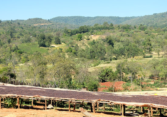 Ethiopian Coffee Flavor Guide: Processing Methods and Pour Over Parameters for Sidamo and Yirgacheffe