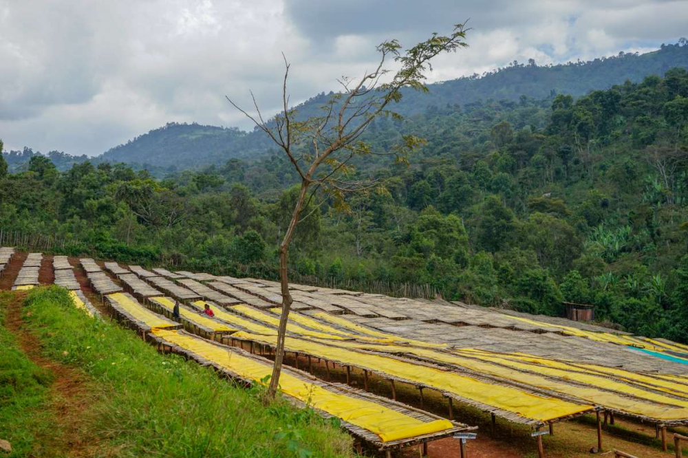 Ethiopian Yirgacheffe Kochere Washed Beans: Flavor Profile & V60 Pour Over Guide