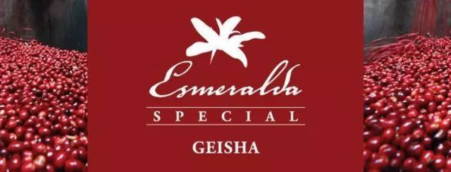 Analysis of Panama Finca Geisha Green, Red, and Blue Label Beans: Differences and Pour Over Brewing Recommendations