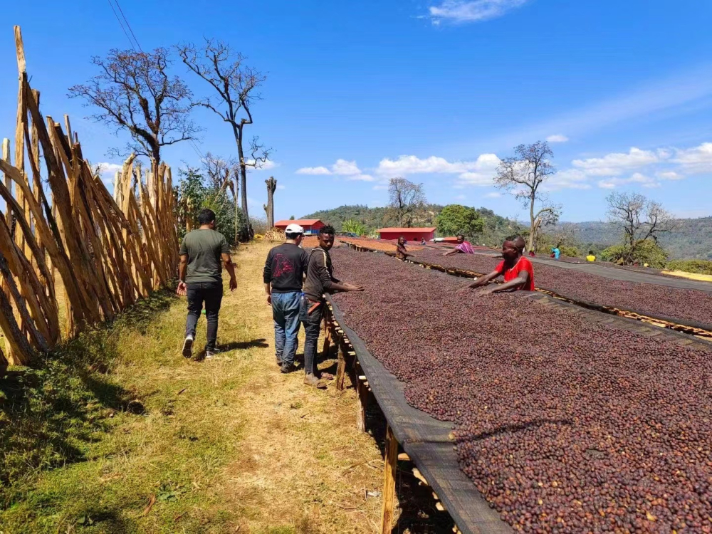 How to Brew Sidamo Coffee? Hand Drip Parameters and Flavor Analysis Guide for Huakui Beans