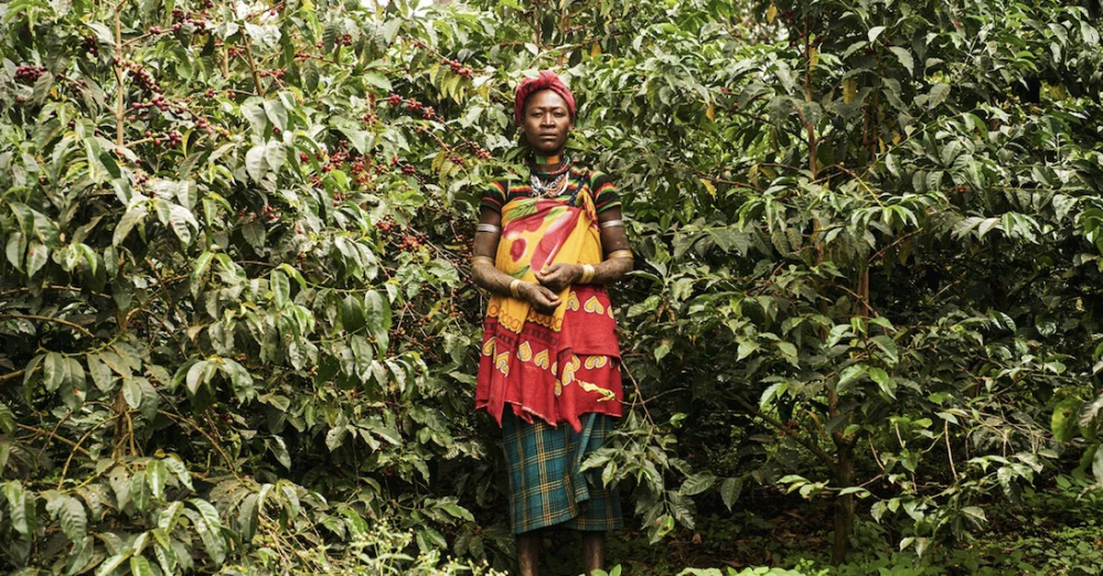 Decoding the Flavors of the Sidamo Coffee Region: Guji Bean Processing Methods and a Practical Guide to Four Pour Over Devices