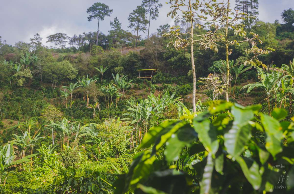An In-depth Guide to Honduras' Six Major Coffee Regions: From Altitude and Varieties to Wine Barrel Fermentation Flavors