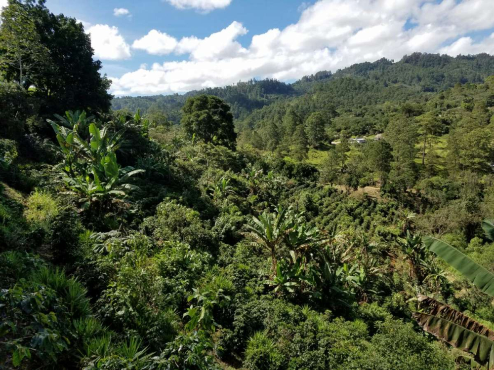An In-depth Guide to Honduras' Six Major Coffee Regions: From Altitude and Varieties to Wine Barrel Fermentation Flavors
