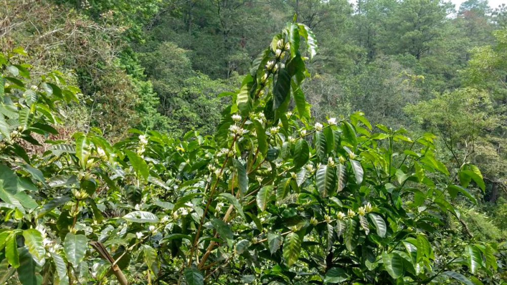 An In-depth Guide to Honduras' Six Major Coffee Regions: From Altitude and Varieties to Wine Barrel Fermentation Flavors