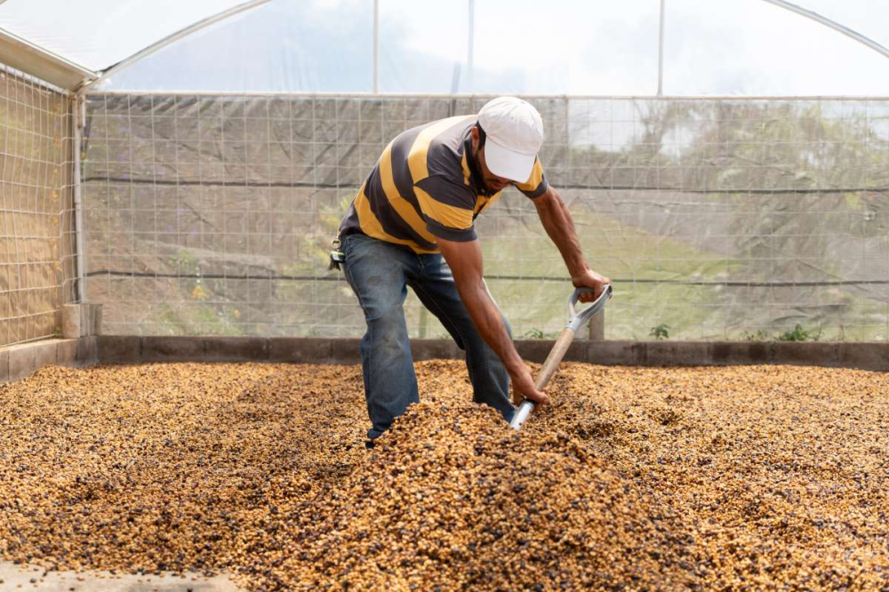 An Introduction to Costa Rica Honey Processing: From Yellow Honey to Black Honey, Flavor Analysis and Pour Over Suggestions