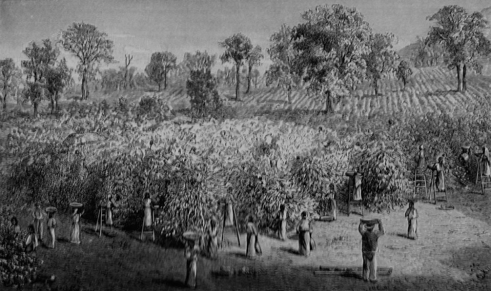 Flavor Profile and Historical Roots of Colombian Coffee: From Classic Dark Chocolate to Double Anaerobic Innovation