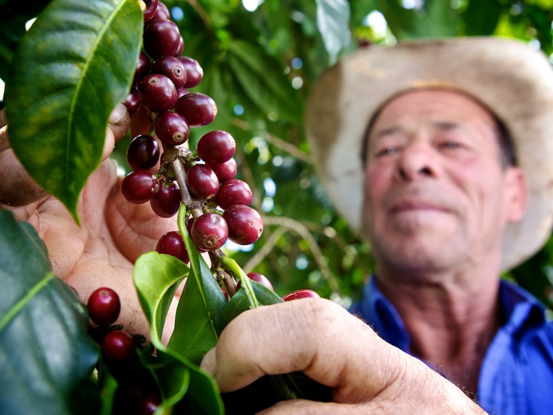 In-depth Analysis of Costa Rica Geisha Blend Beans: Raisin Honey Process & Pour Over Recommendations