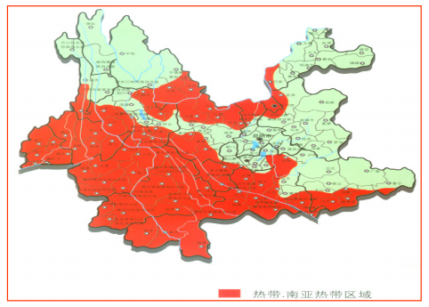 Analysis of the Flavour Profile of Yunnan Small-Grain Catimor Coffee | Planting History, Regional Characteristics, and Pour Over Recommendations