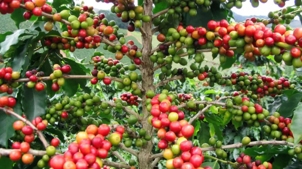 A Complete Guide to the Catimor Coffee Variety: Flavors of Baoshan, Yunnan and Pour Over Parameters