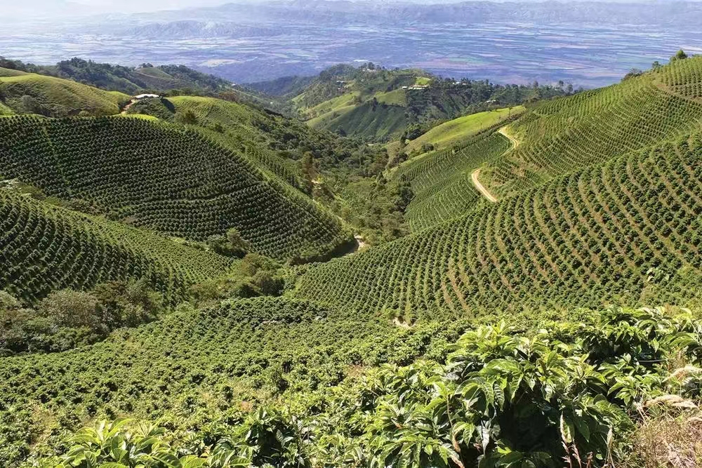 A Complete Guide to the Catimor Coffee Variety: Flavors of Baoshan, Yunnan and Pour Over Parameters