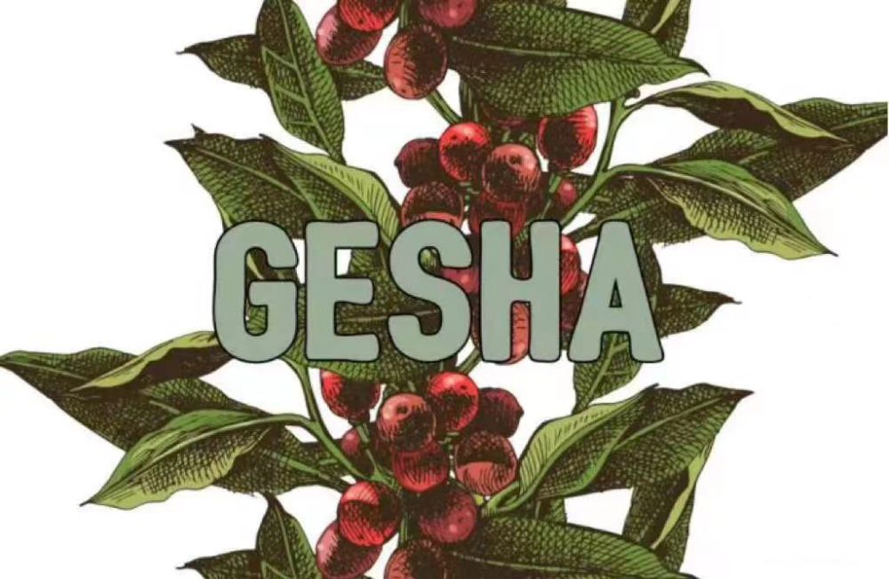 A Complete Guide to Panamanian Geisha: Boquete Region Tasting, Processing Methods, and Pour Over Recommendations