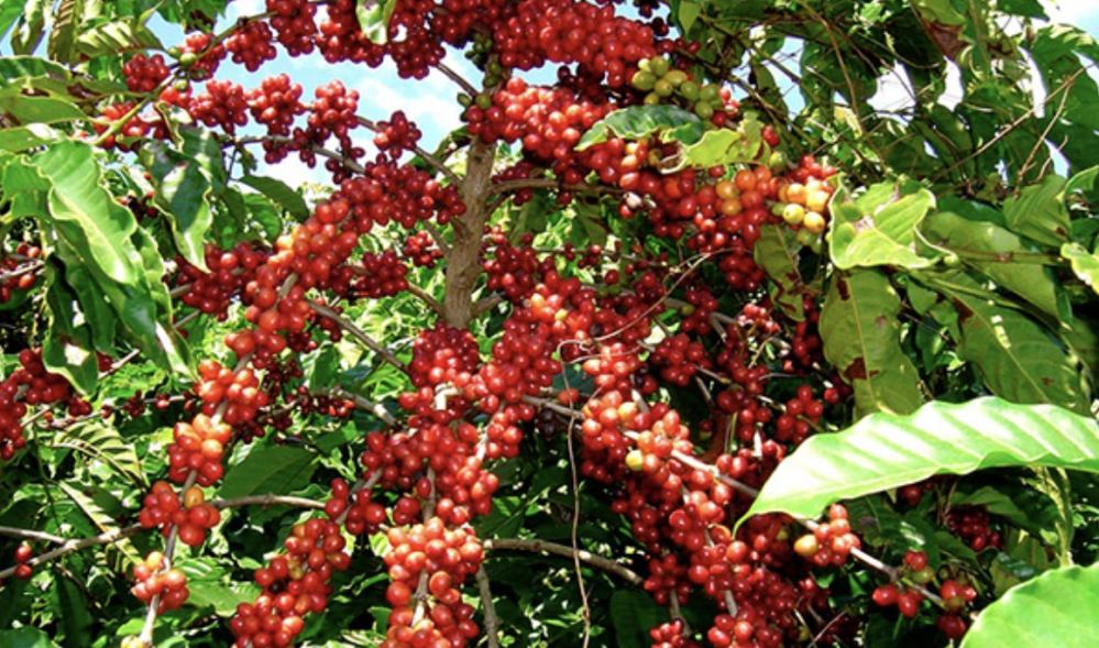 A Comprehensive Guide to Catimor Coffee Beans: Flavor Profiles, Processing Methods, and Brewing Tips