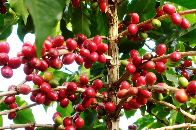 Complete Guide to Kenyan AA Coffee: Varietal, Washed Process, and Pour Over Parameters