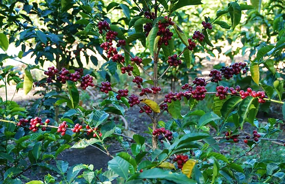 The Variety Mystery of Geisha Coffee Beans: From Ethiopian Origins to Panama's Premium Flavors