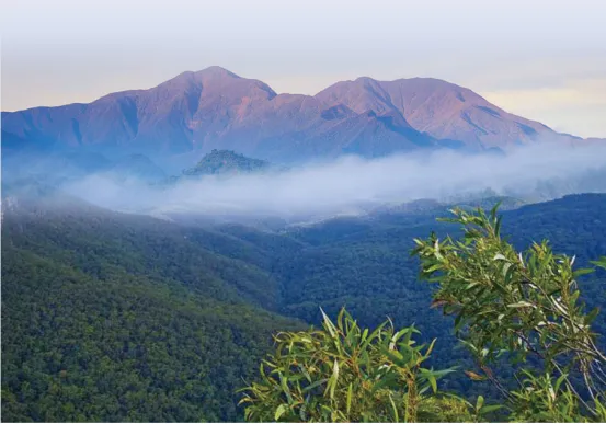 Jamaica Blue Mountain vs. Indonesian Golden Mandheling: A Comprehensive Analysis of Regions, Processing Methods, and Pour Over Flavors