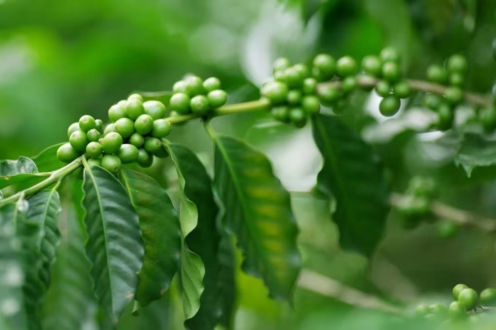 Arabica vs. Robusta Coffee Beans: Variety Characteristics, Regional Differences, and Flavor Guide