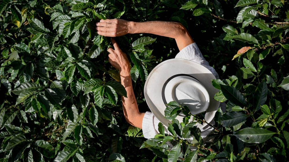 Complete Guide to Colombian Coffee Beans: Regions, Varieties, Grading, and Pour Over Parameters All in One Go