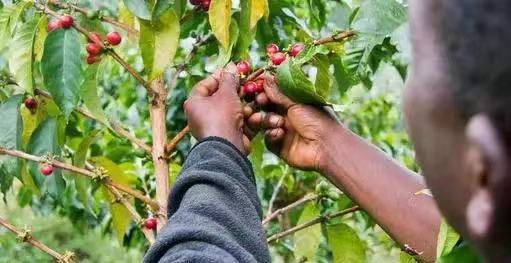 Analysis of the Yirgacheffe Cooperative in Ethiopia: How Fair Trade Contributes to Specialty Coffee Flavor
