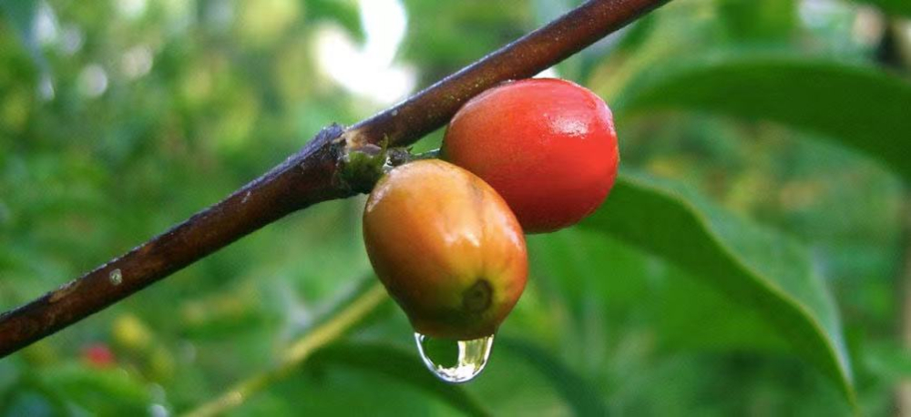 Analysis of the Yirgacheffe Cooperative in Ethiopia: How Fair Trade Contributes to Specialty Coffee Flavor