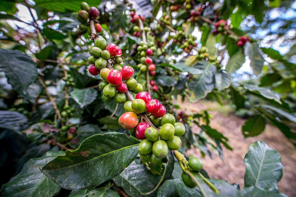 Complete Guide to Growing Arabica and Typica Coffee: Altitude, Climate, and Soil Conditions