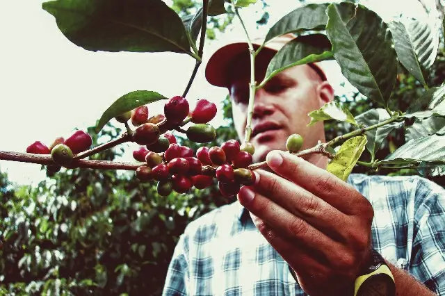 How are Geisha coffee grades classified? Complete guide to Gold, Red, Green, and Blue labels with flavor profiles