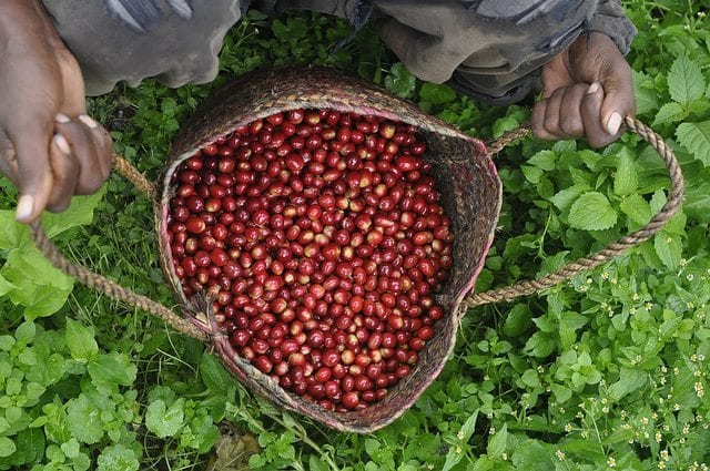 A Comprehensive Guide to Jamaica Blue Mountain Coffee Grades, the Flavor Profile of Blue Mountain No. 1, and Brewing Recommendations