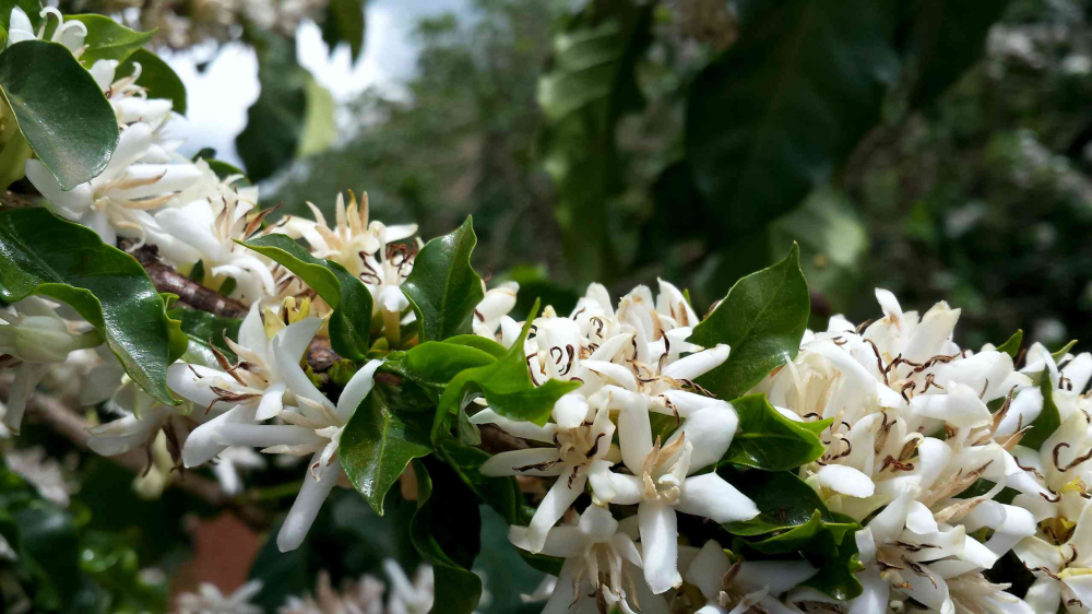 Complete Guide to Coffee Bean Varieties: From Arabica to Geisha, How Processing Methods Affect Flavor?