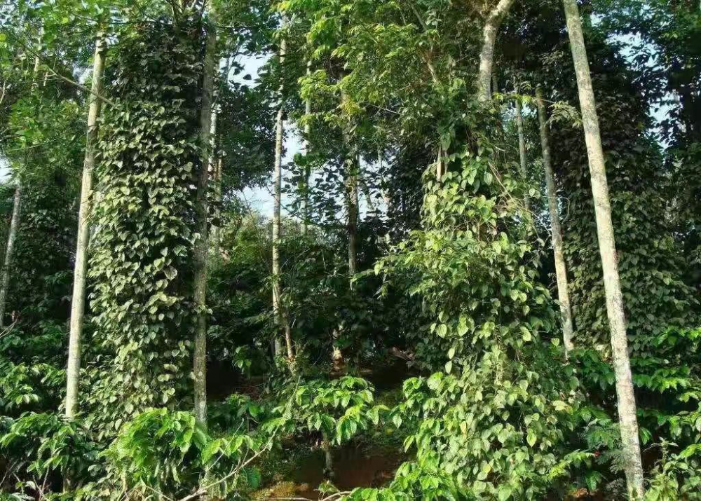 Complete Guide to Coffee Bean Varieties: From Arabica to Geisha, How Processing Methods Affect Flavor?