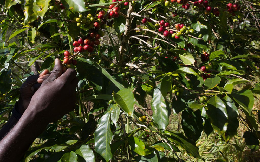 How to Choose Jamaican Blue Mountain No. 1 Coffee? A Complete Guide to Pour Over Parameters and Flavor Profile
