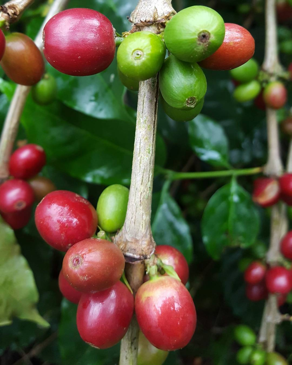 How to Choose Jamaican Blue Mountain Coffee? Pour Over Parameters + Flavor Identification & Authenticity Guide