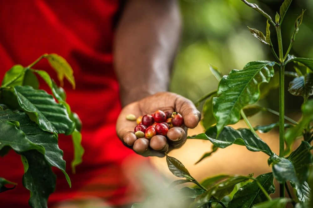 Complete Guide to Jamaican Blue Mountain Coffee Beans: Origin, Grading, Roasting & Pour Over Parameters