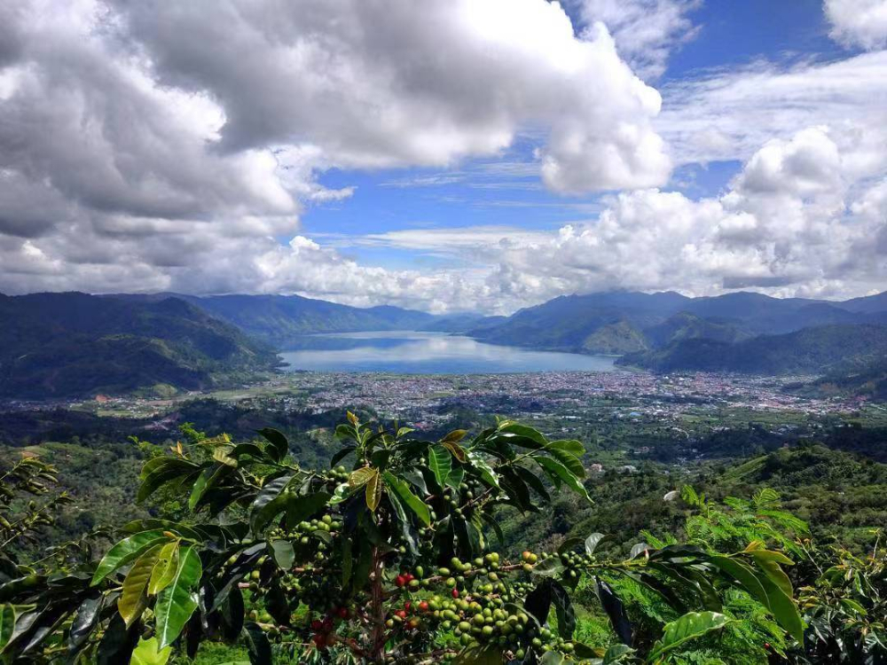A Comprehensive Guide to Indonesian Mandheling Coffee: Variety Evolution, Wet-Hulling Characteristics, and Pour Over Parameter Adjustments