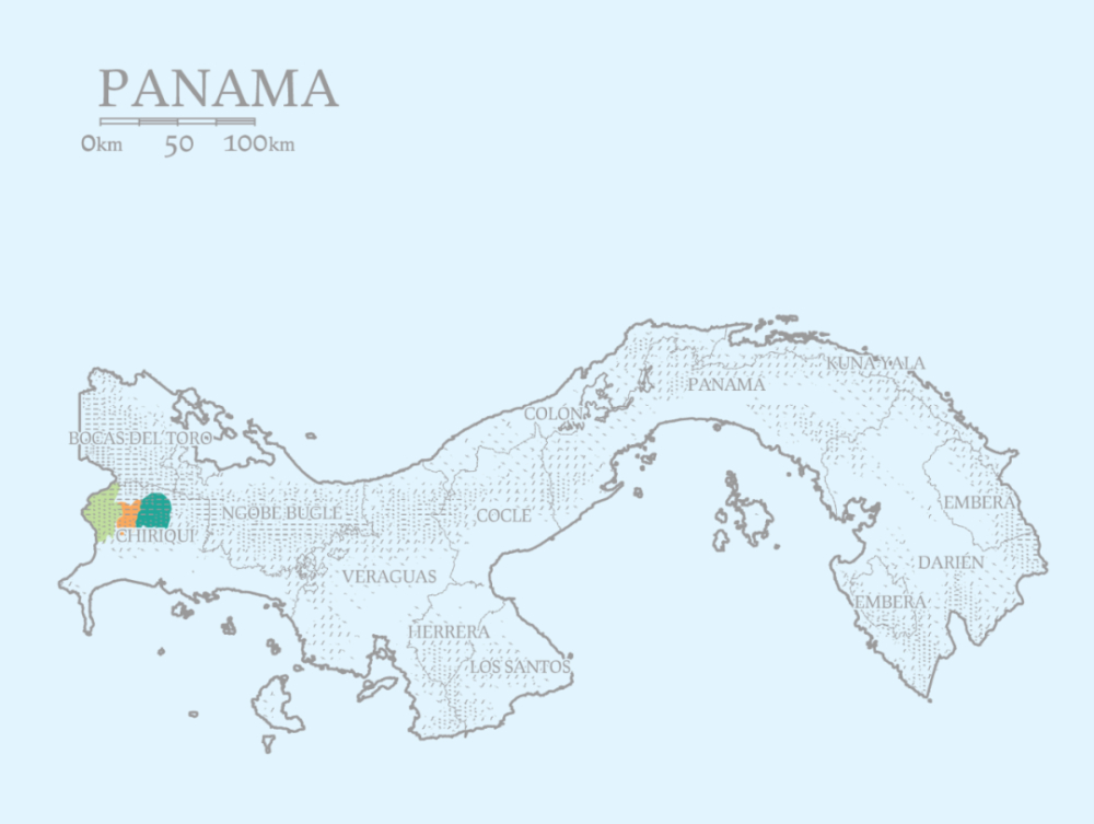 The Complete Guide to Panama Geisha from Hacienda La Esmeralda: Differences Between Red, Green, and Blue Labels, Washed & Natural Flavors, and Pour Over Techniques
