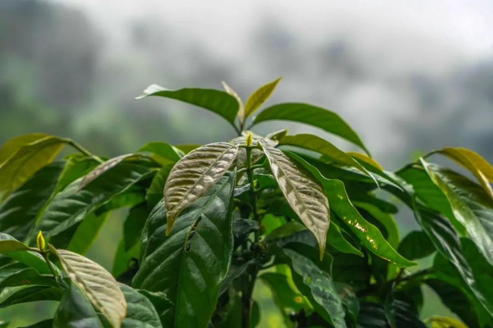 A Comprehensive Guide to Arabica Coffee Varieties: Flavor Profiles and Market Positions from Typica to Geisha