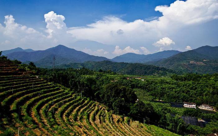 A Complete Guide to Jamaica Blue Mountain No.1 Coffee Beans: Price, Pour Over Parameters & Flavor Profile | Authentic Purchase Guide
