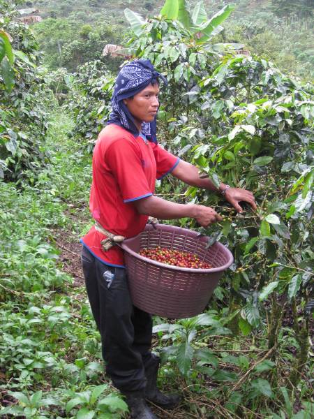 Complete Guide to Costa Rican Coffee: 8 Major Regions, Varietal Characteristics & Pour Over Parameters