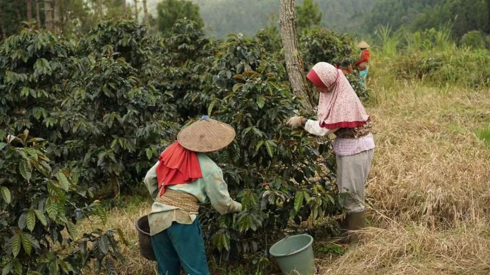 Golden Mandheling Pour Over Guide: Flavor Profile & Wet-Hulled Process of Sumatra’s Premium Beans