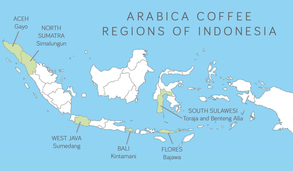 Unveiling the Big Differences Between Indonesian Golden Mandheling and Regular Mandheling: Understand Everything from Region to Flavor
