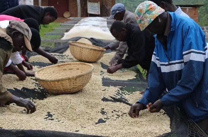 Is Jamaican Blue Mountain coffee considered an Americano? Pour over parameters and flavor profile of Blue Mountain No. 1