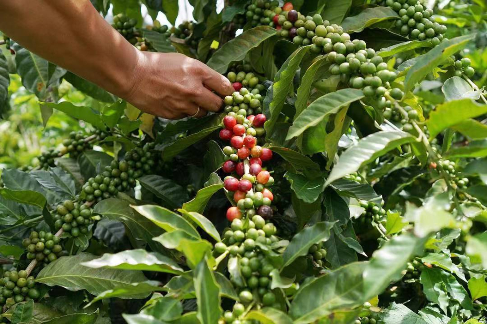 How to roast Jamaican Blue Mountain coffee beans? Medium-dark and light roast flavor analysis and pour over brewing parameters tutorial
