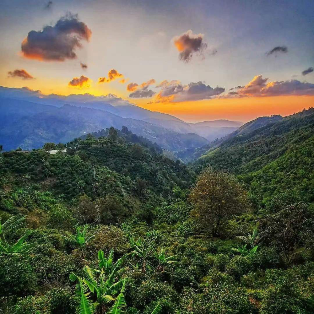 Jamaica Blue Mountain No.1 Coffee Grading and Brewing Guide: Flavor Profile & Optimal Parameters